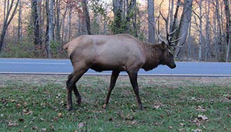 elk