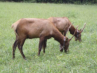 elk