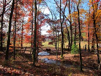 fall foliage