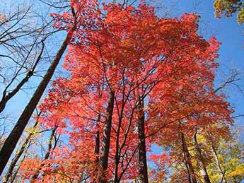 fall foliage