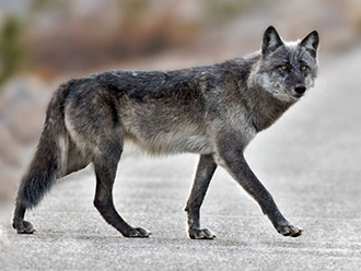 gray wolf