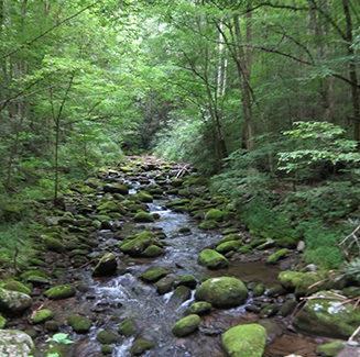 maggie valley