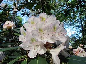 spring